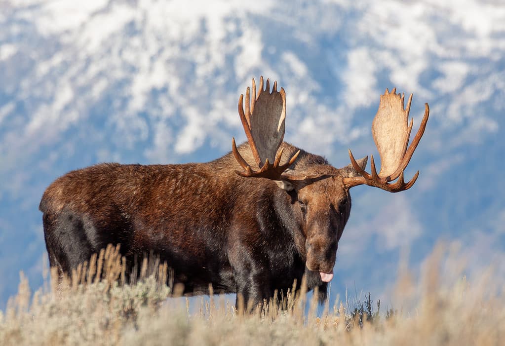 Bull Shiras Moose in Wyoming
