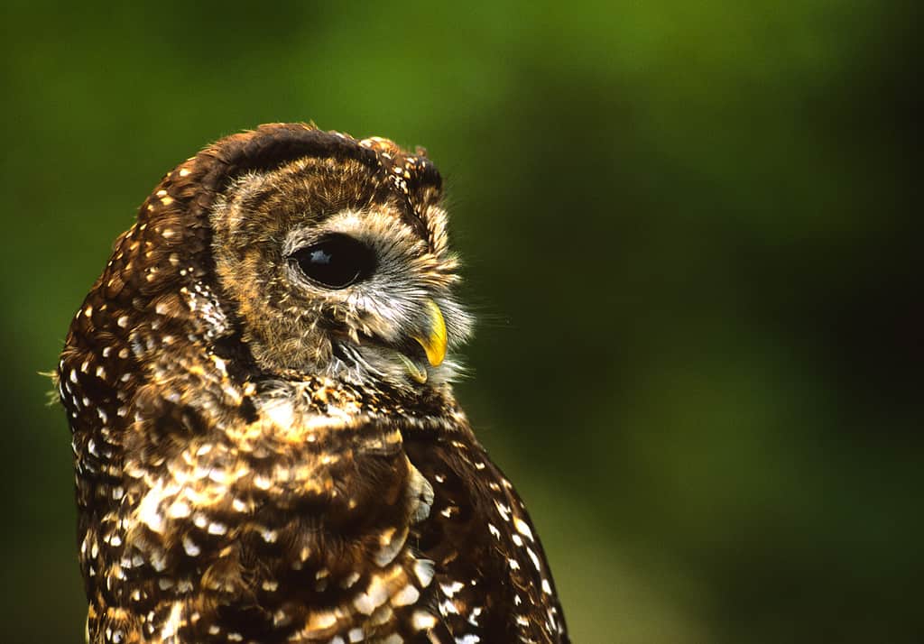 Mexican Spotted Owl Portrait