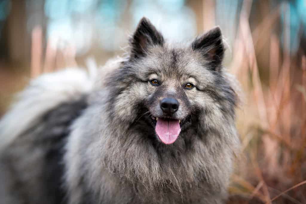 Gray dog Keeshond
