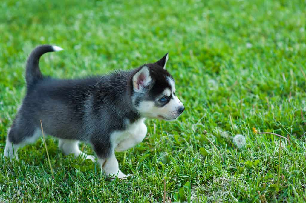 Black husky puppy walking through the grass