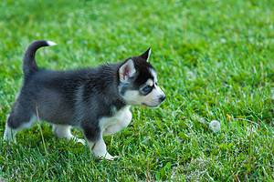 Husky Puppies: Pictures, Adoption Tips, and More! Picture