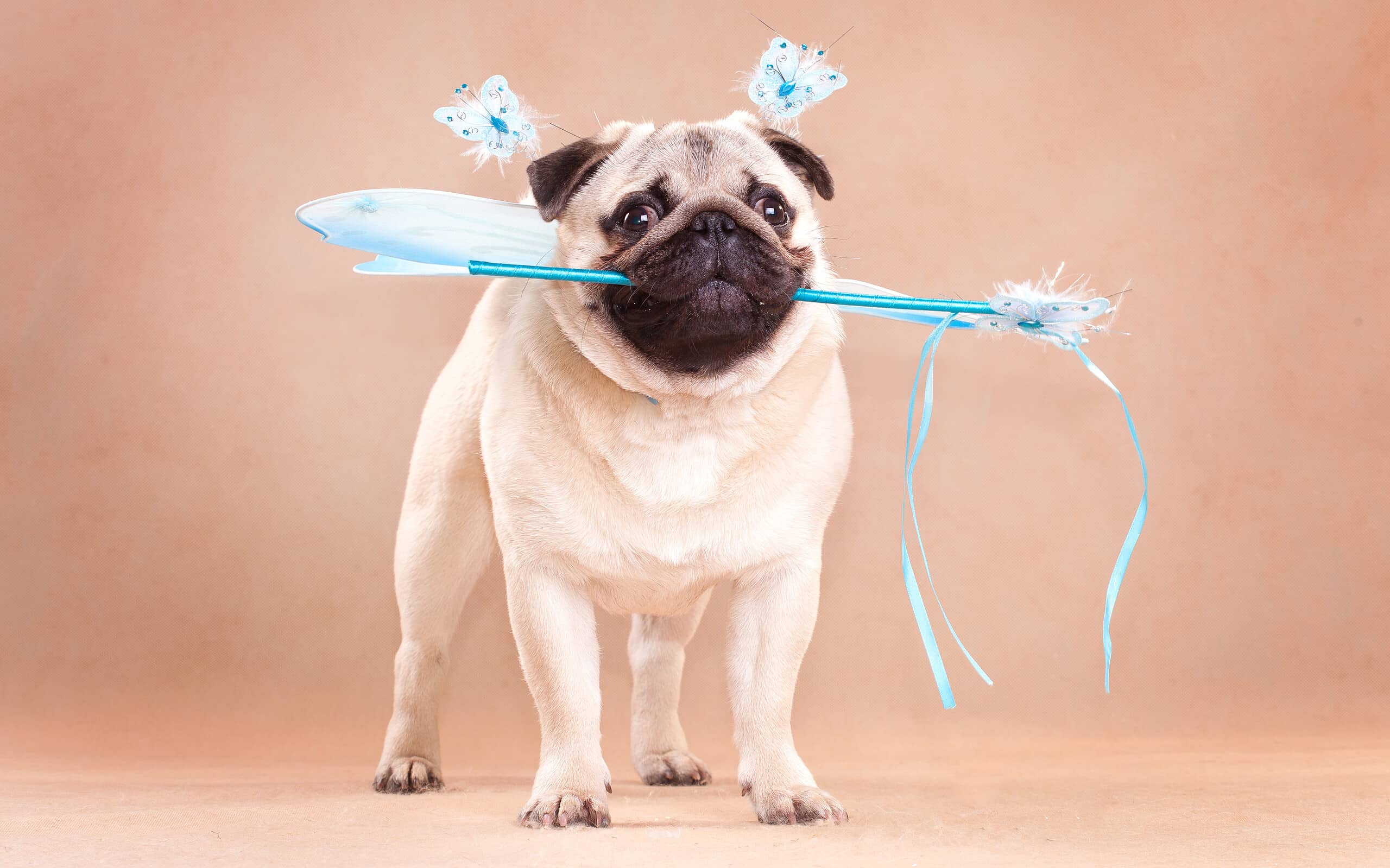 Reasons to Adopt an Adorable, Adaptable Pug - A-Z Animals Slideshows, image size:2560x1599