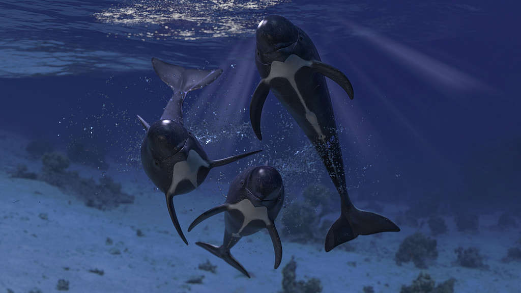 Group of pilot whales looking at camera together 3d rendering