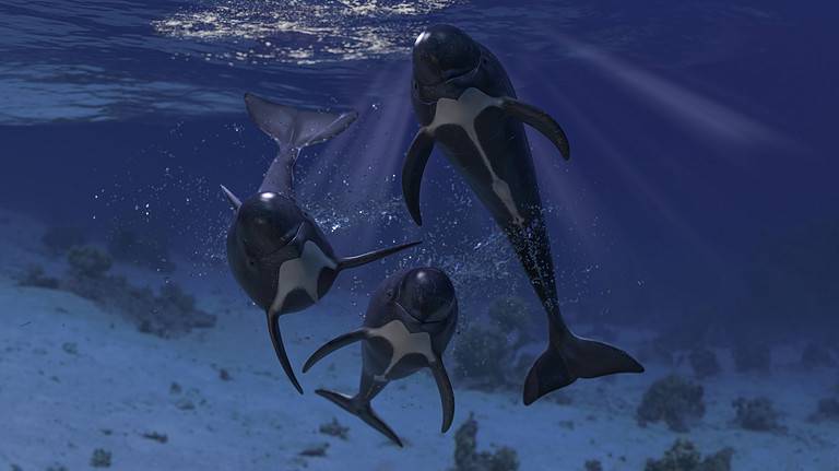 Group of pilot whales looking at camera together 3d rendering