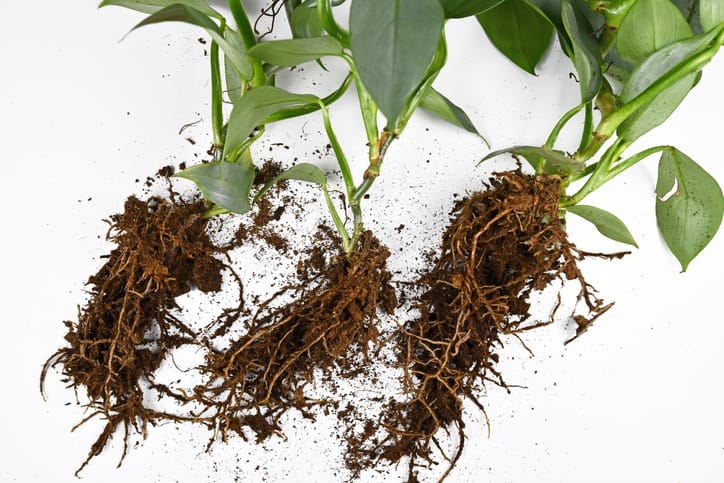 Roots in soil of small exotic houseplant cuttings before repotting on white background