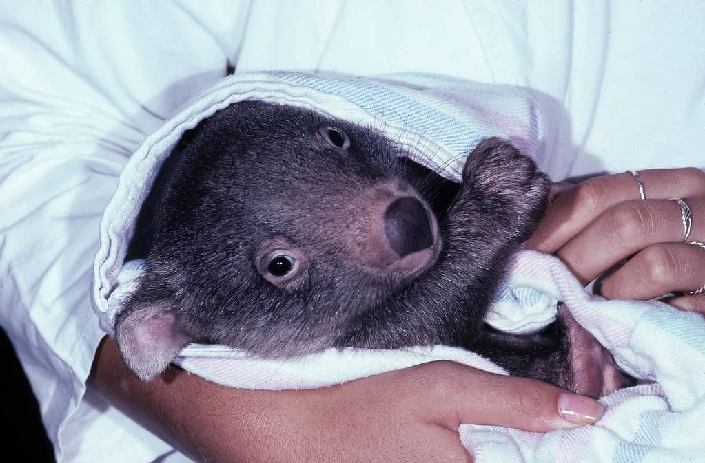 Wildlife carer looking after orphined Common Wombat joey