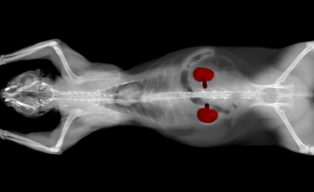 x-ray CT scan of a cat kidneys
