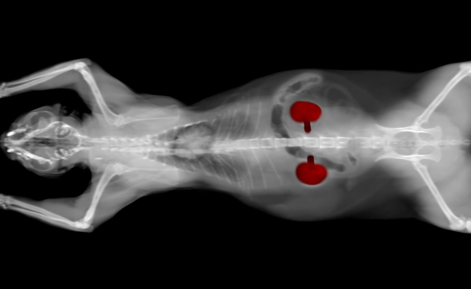 View of Kidney Disease in Elderly Cats: Early Signs and Treatment - A-Z Animals