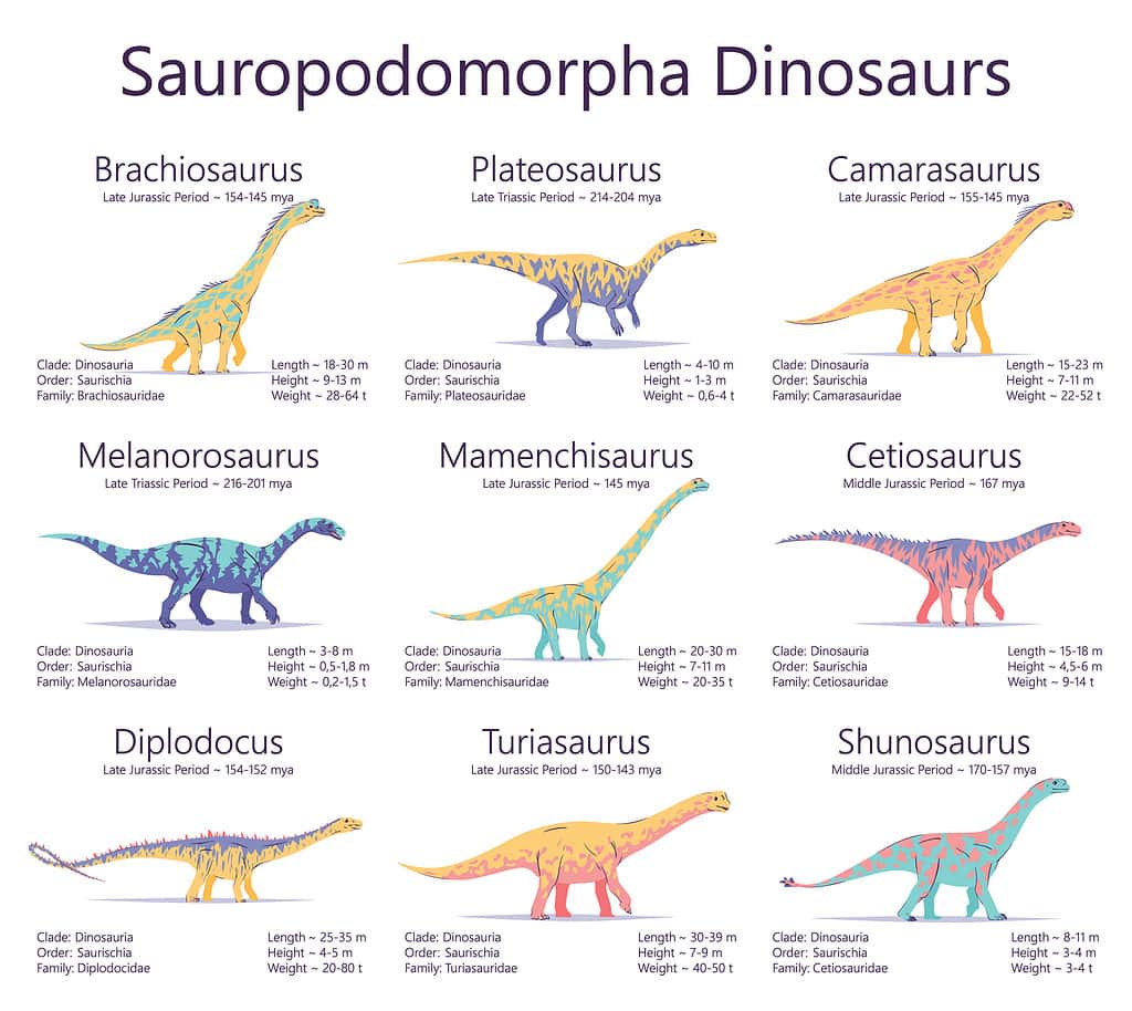Sauropodomorpha dinosaurs. Colorful vector illustration of dinosaurs isolated on white background. Set of ancient creatures with information of size, weigh, classification and period of living