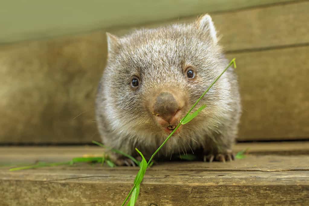 Wombat joey baby feeding