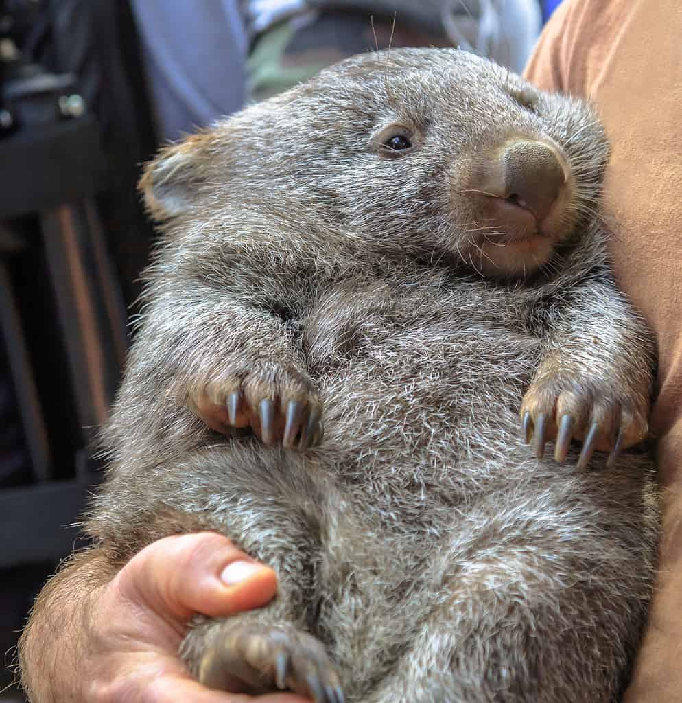 Wombat holding Australia
