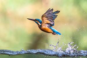 Kingfisher Shows Exactly How It Got Its Name Picture