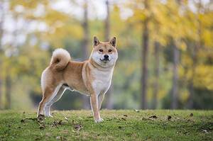 Shiba Inu Prices in 2024: Purchase Cost, Vet Bills, Grooming, and More! Picture