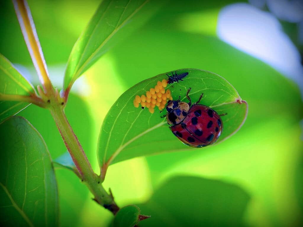 Ladybug lifecycle.