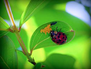 Baby Ladybug: 6 Pictures and 6 Amazing Facts Picture