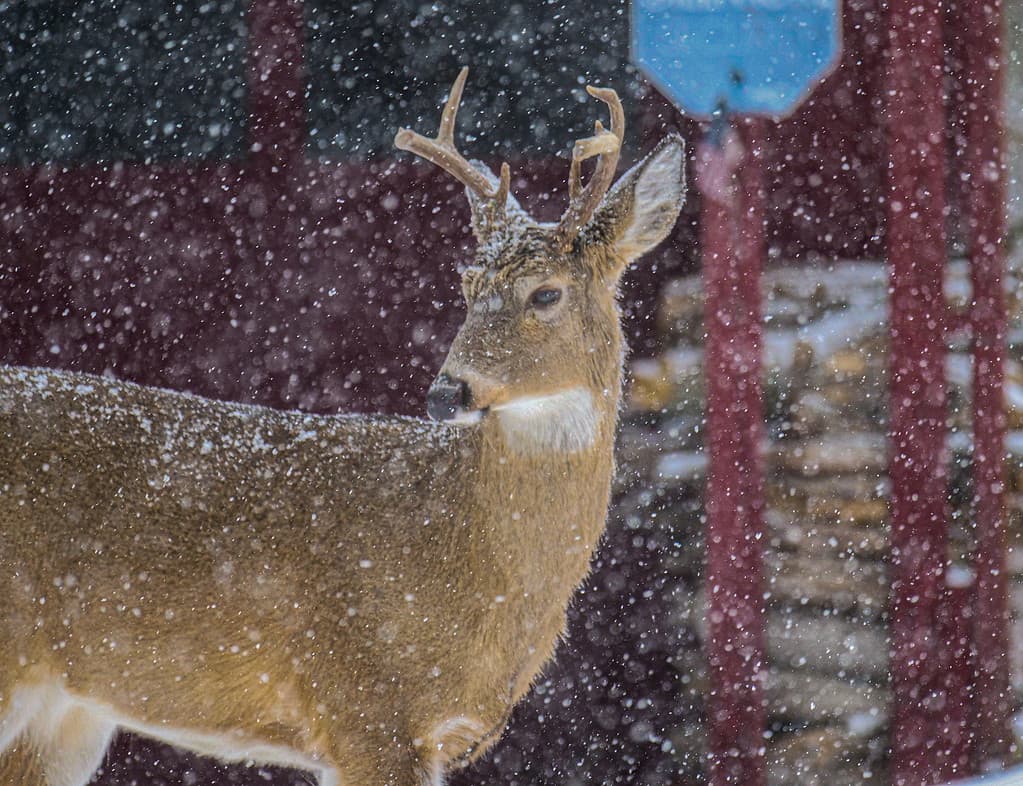 Six point white-tail buck deer, in snow storm in Ohio, in front of a barn.