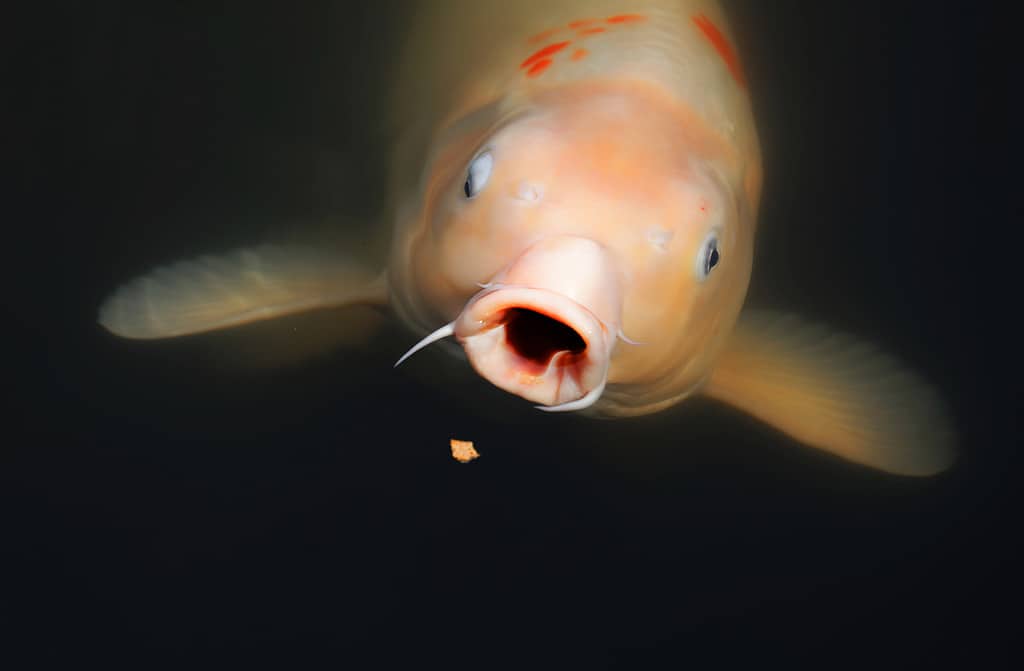 Closeup of a gold fish or carp with the mouth wide open