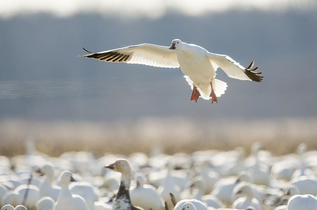 A Single Snow Goose flies in to land in a flock of Snow Geese with its wings spread and glowing from the bright sunlight.