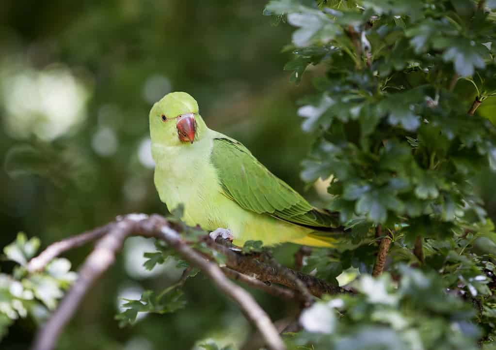 Rose-Ringed Parakeet in Hyde Park, London