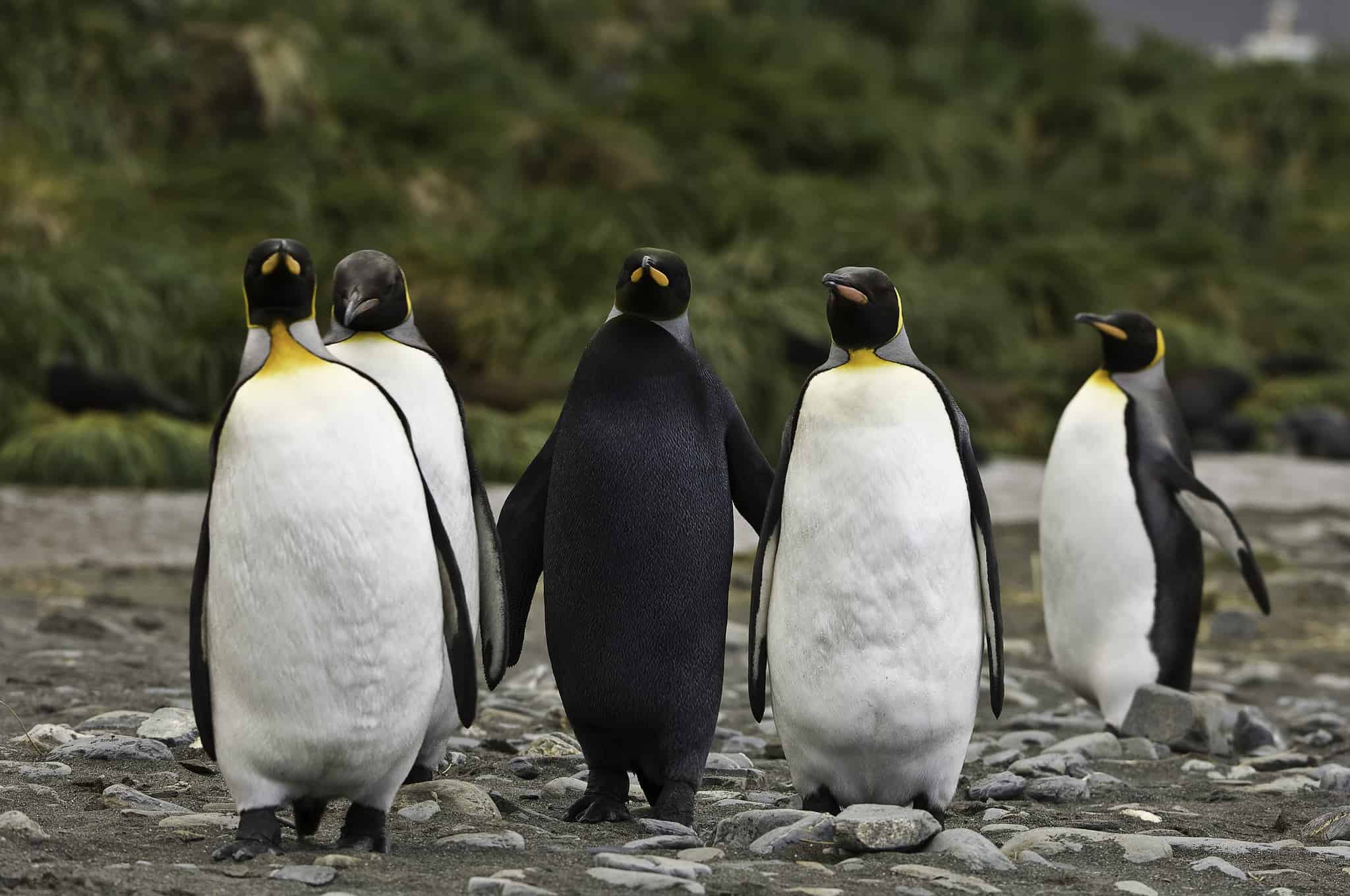 Discover the Amazing Colors of the Various Types of Penguins - A-Z Animals