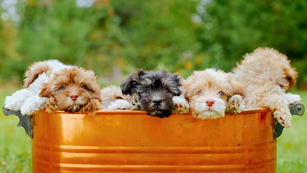 Shihpoo Lifespan: How Long They Typically Live + 6 Common Health ...