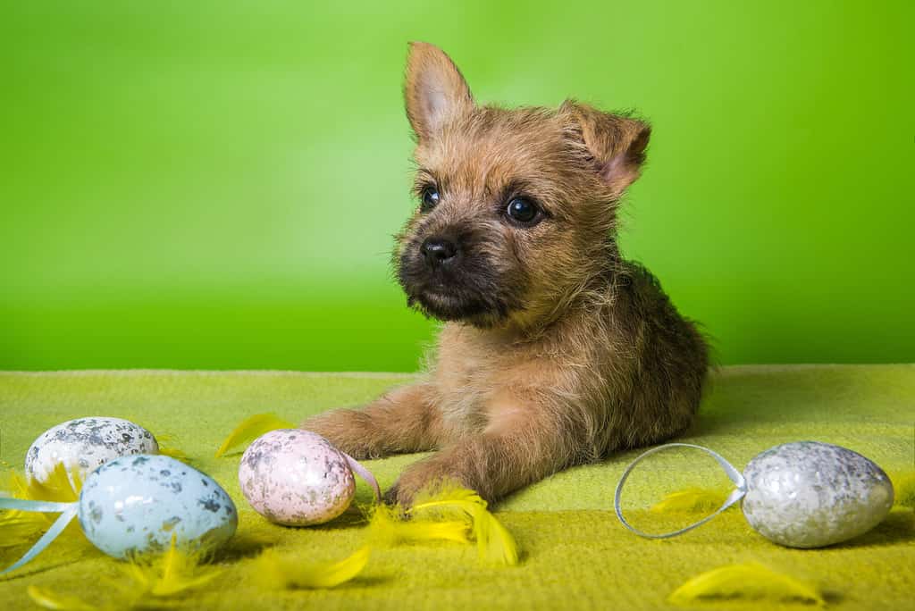 Cairn Terrier puppy with colorful Easter eggs