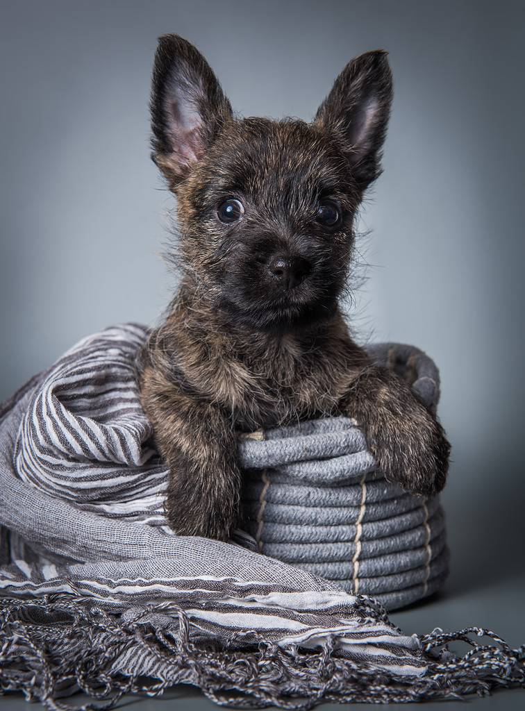 Cairn Terrier puppy dog on gray background