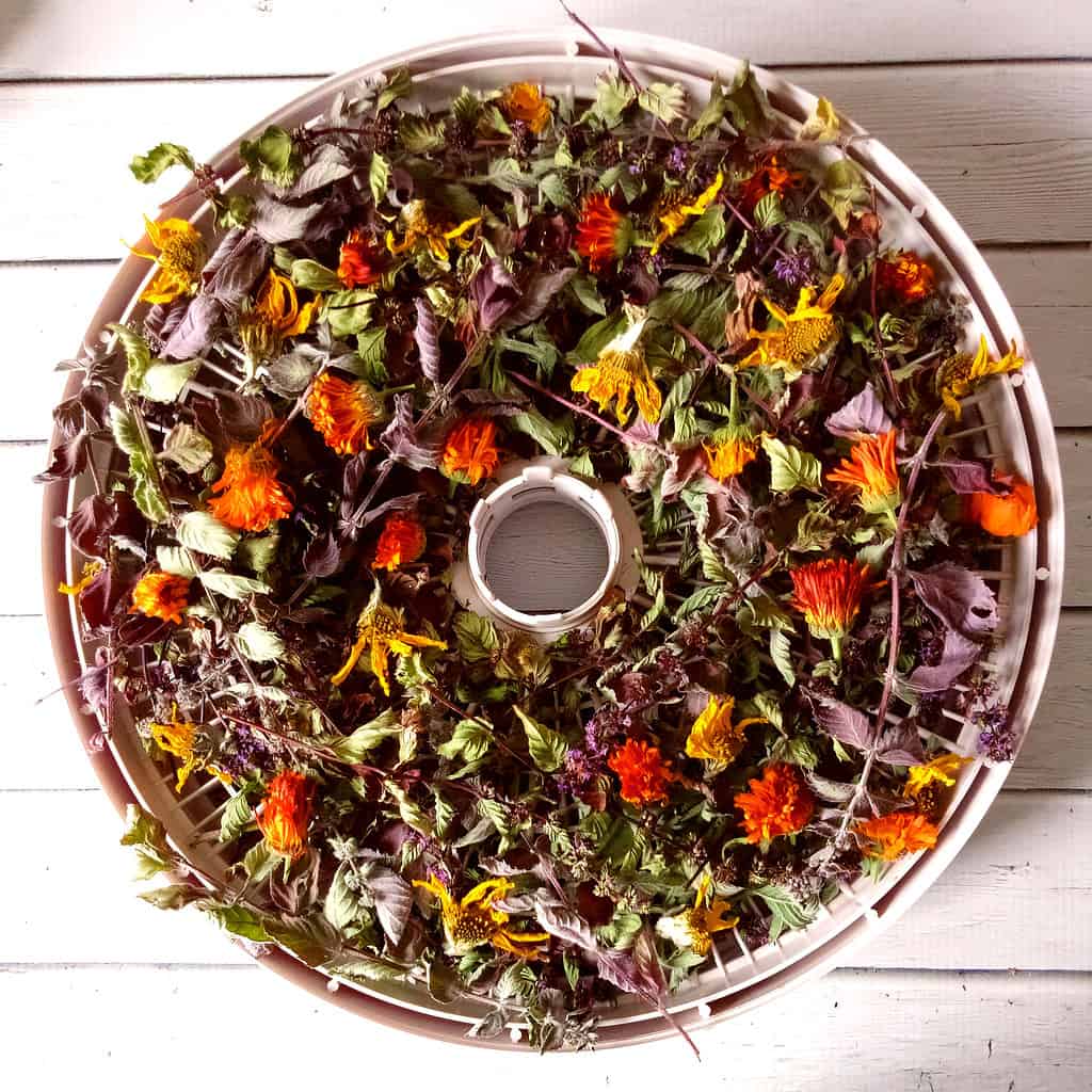 Drying flowers and healthy herb on tray of dehydrator