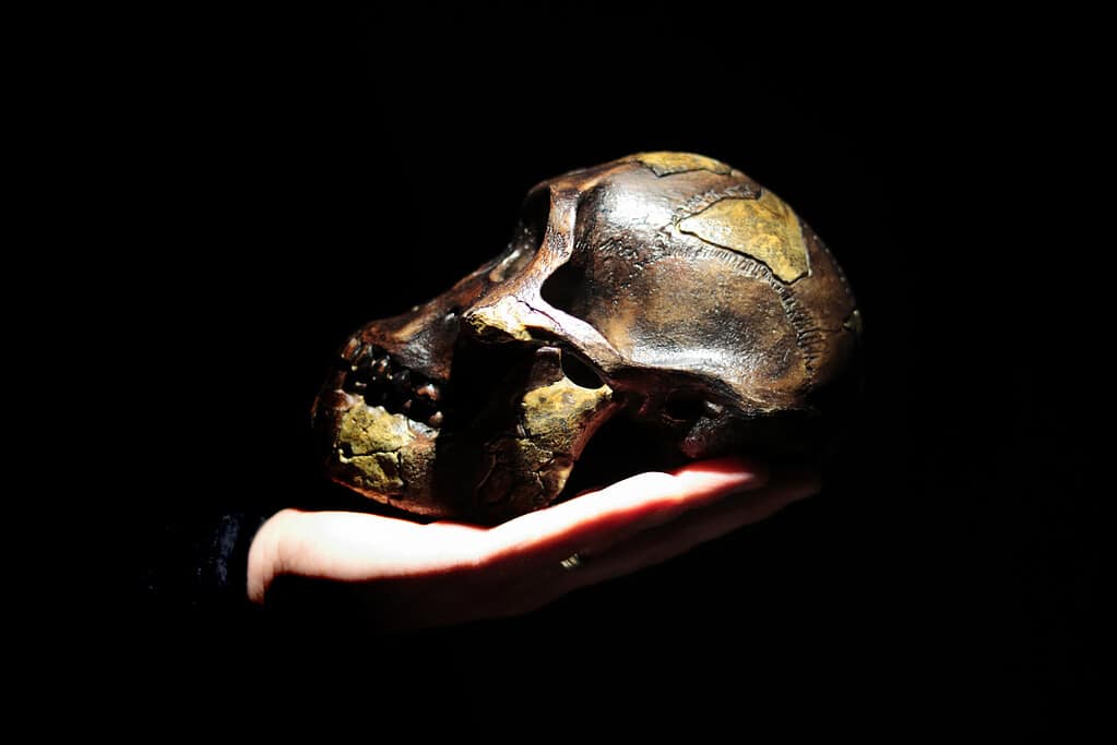 Model of human ancestor skull (Australopithecus afarensis) on a hand.