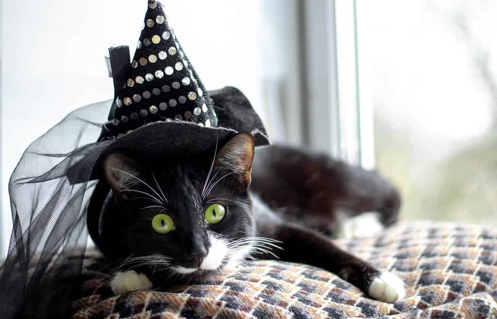 Cat with witch's hat