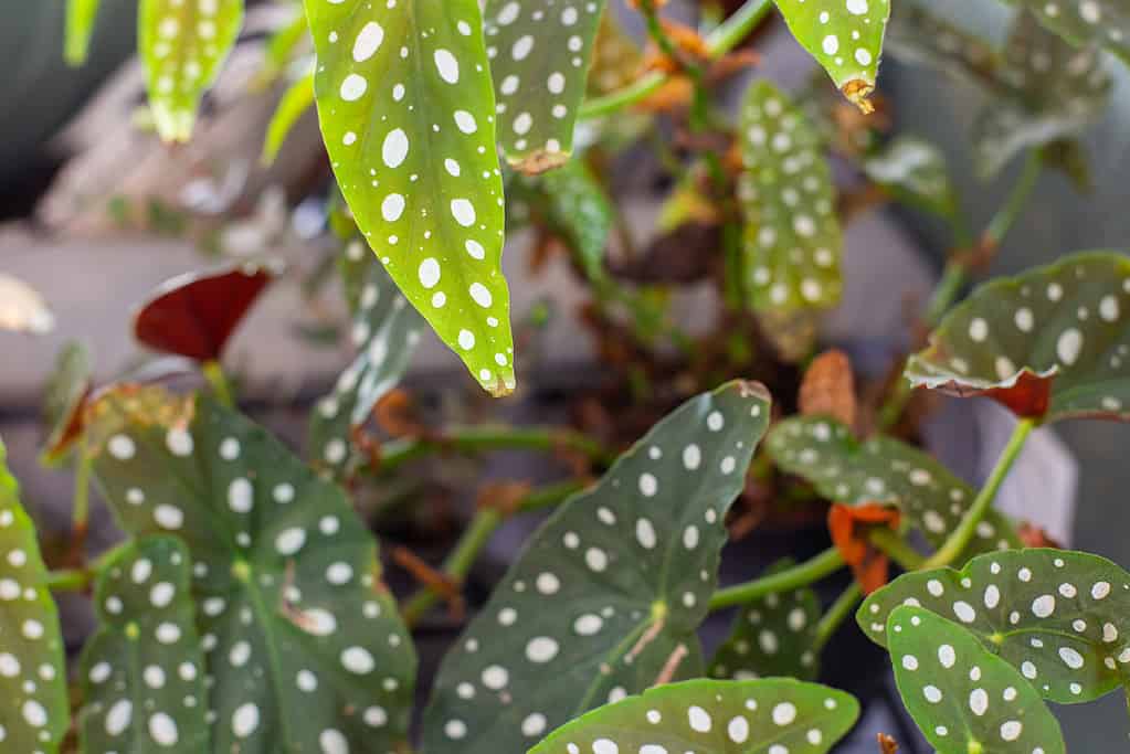 Begonia Maculata ,Polka Dot Begonia Background, retro modern houseplant