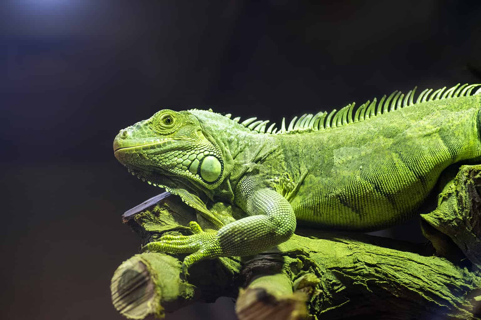 10 Cheapest Lizards to Keep as Pets AZ Animals