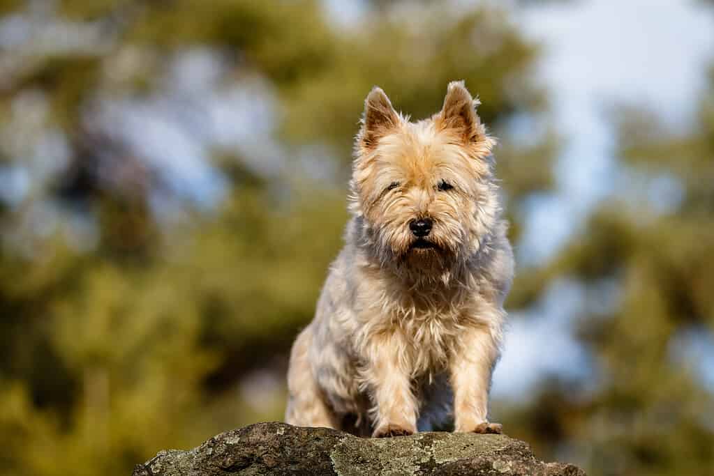 Series of Pictures of a fair-haired Cairn Terrier Dog at a portrait photoshoot in a forest