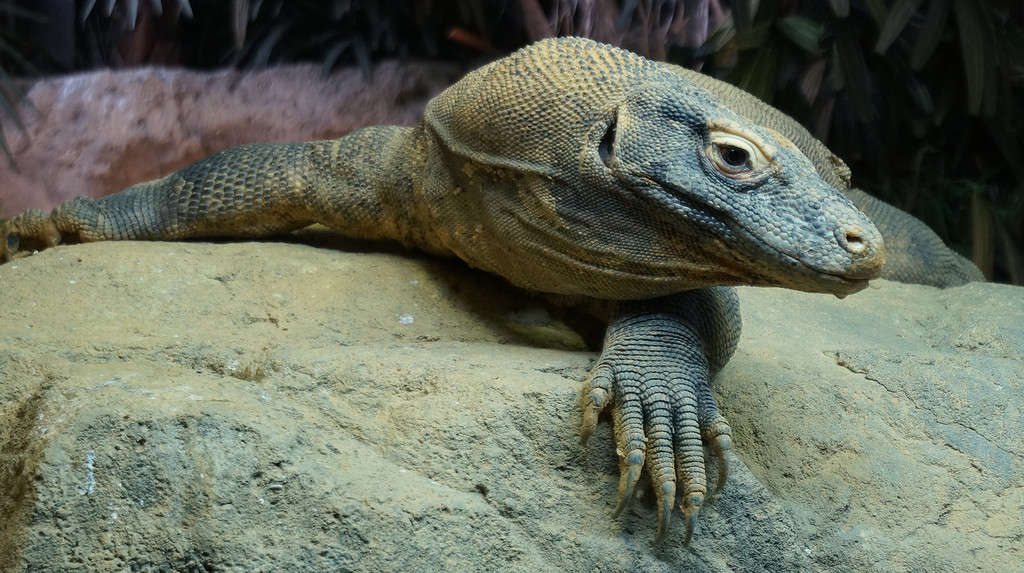 The Komodo dragon in Bronx Zoo, NYC
