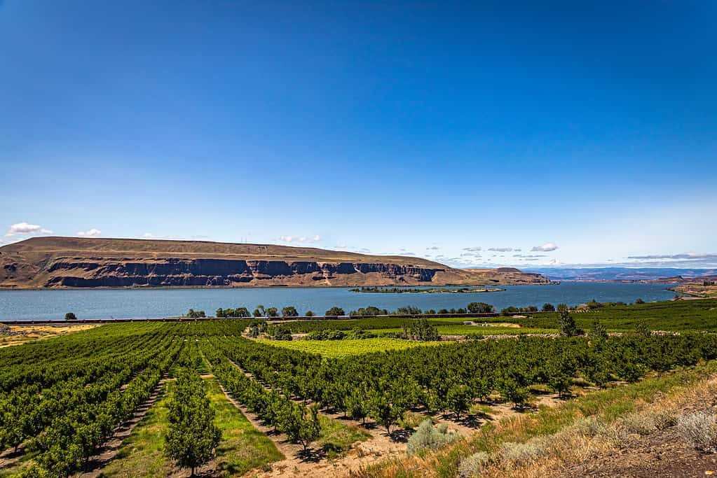 The Columbia River flows past an apple orchard in Washington.