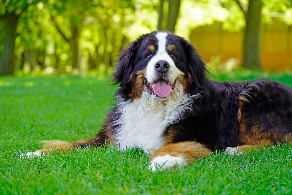 Large Bernese Mountain Dog lying on the grass in the park, panting.