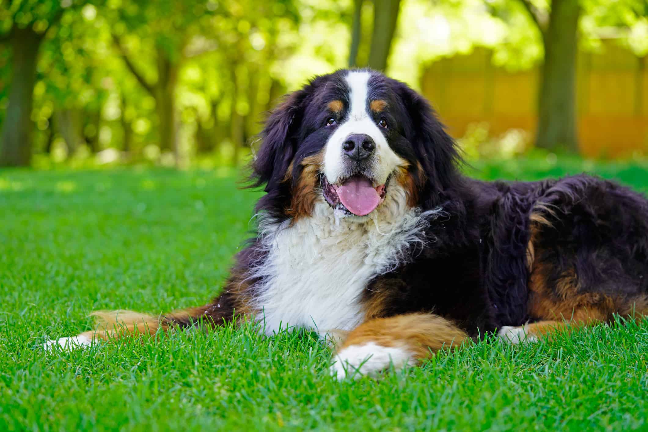 Large Bernese Mountain Dog lying on the grass in the park, panting.