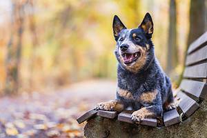The 7 Most Common Health Problems in Blue Heelers Picture