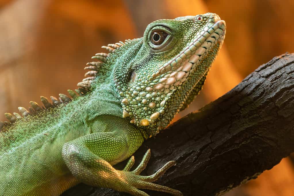 Chinese water dragons are a cheap option for experienced lizard owners.
