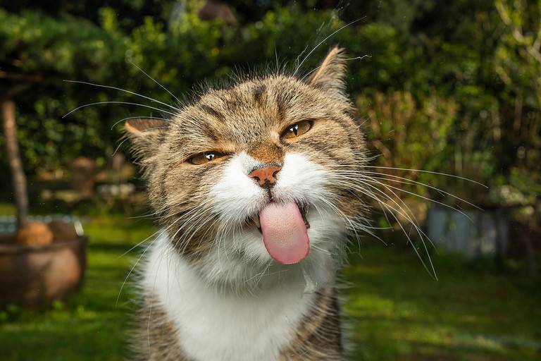 funny cat