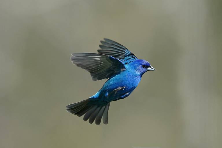 Indigo Bunting flying and perching