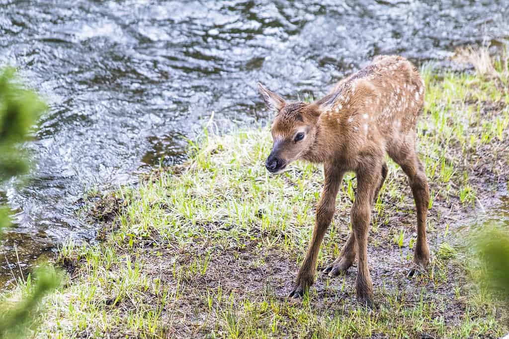 New Born Elk Calf