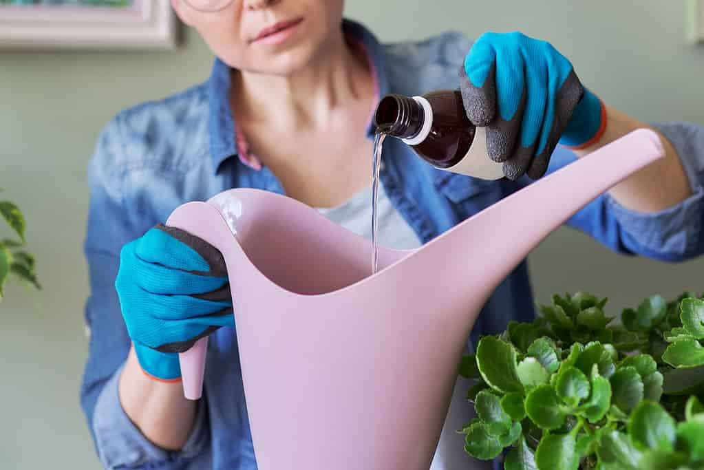 Woman pours liquid mineral fertilizer, in watering can with water