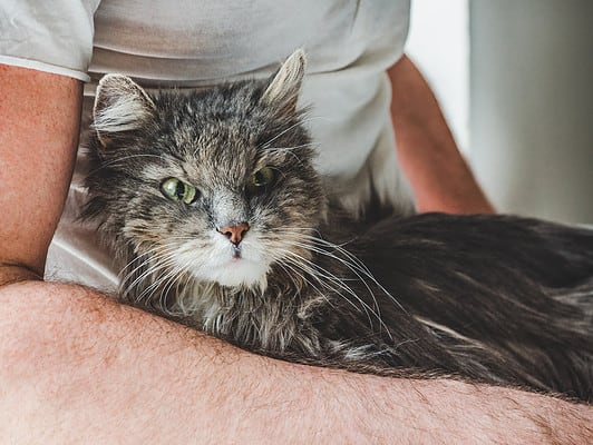 Image showcasing Kidney Disease in Elderly Cats: Early Signs and Treatment - A-Z Animals