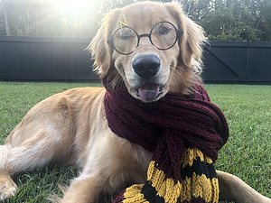 The 67 Best Harry Potter Dog Names Picture