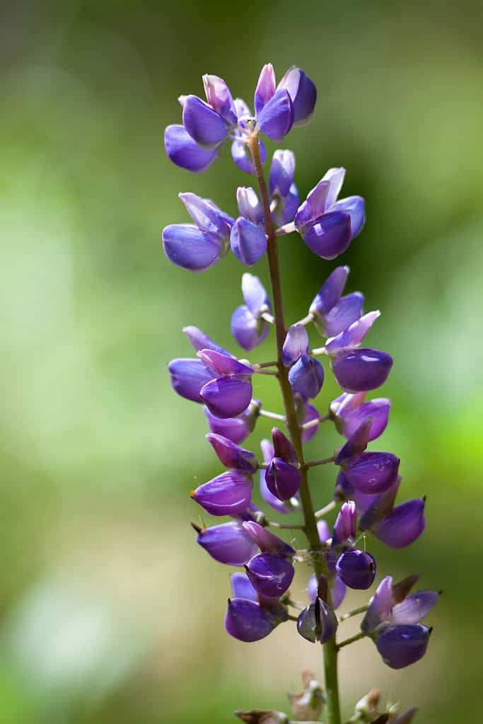 Lupin flower close-up