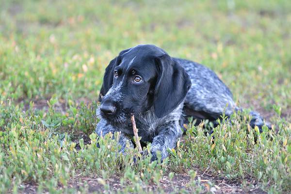 German Wirehaired Pointer Progression: Growth Chart, Milestones, and ...