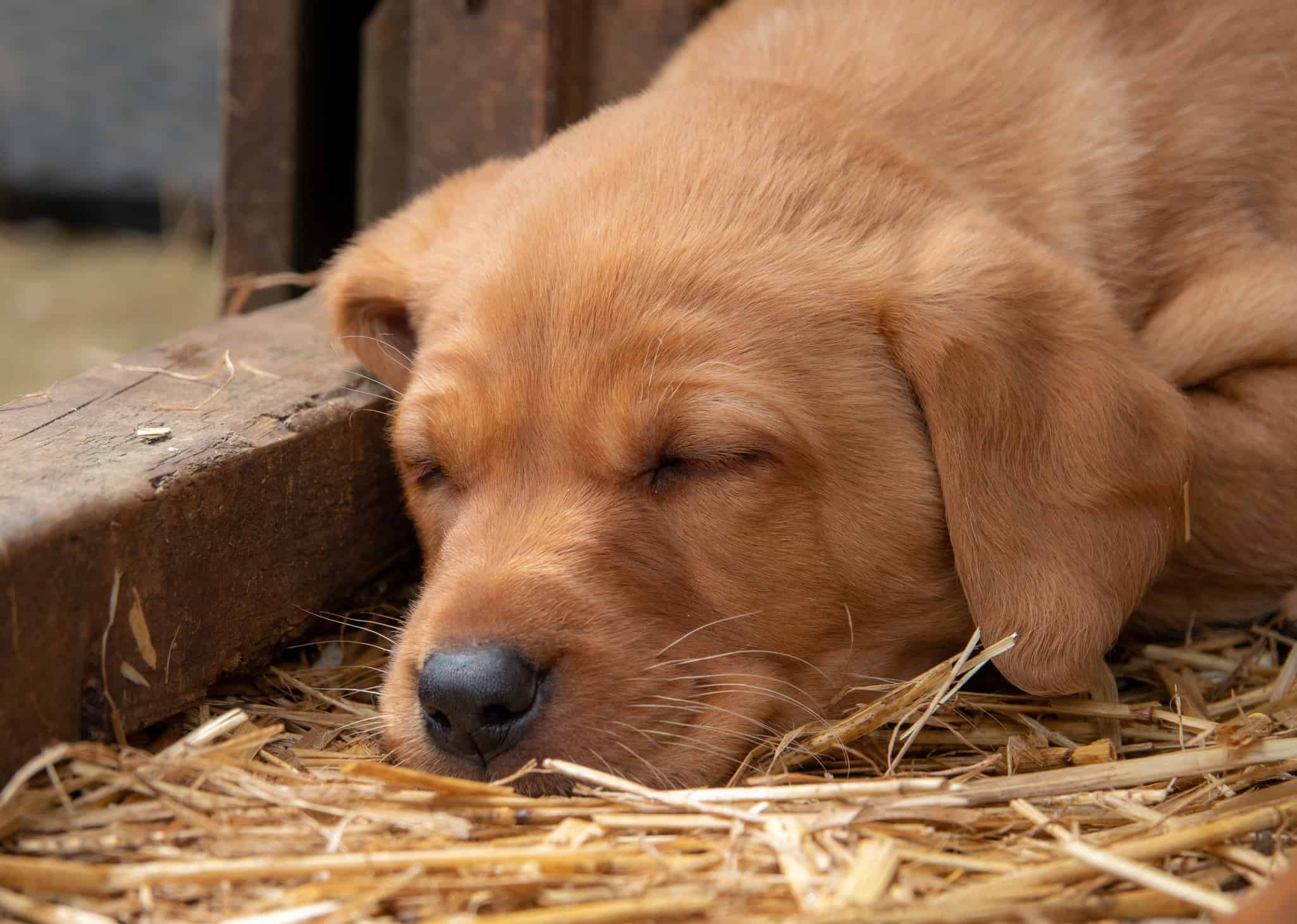 Puppy Labrador fast asleep.