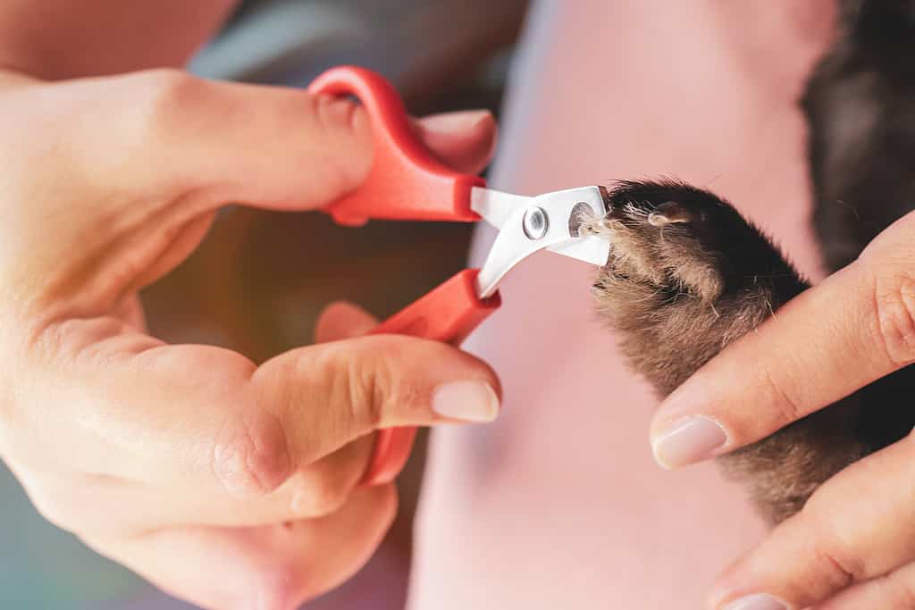 Rabbit breeder trimming nails of his pet.