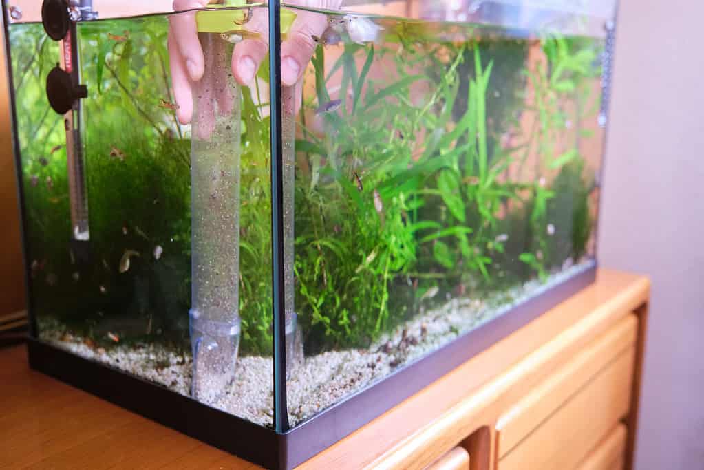 Man hand pumping out water to clean up the substrate in his aquarium